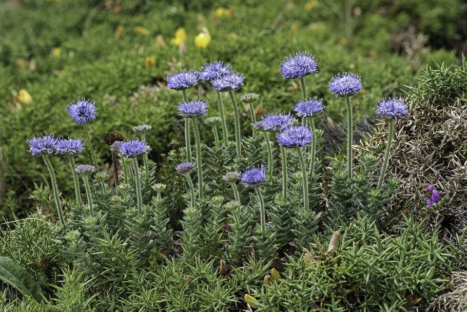 Букашник горный
