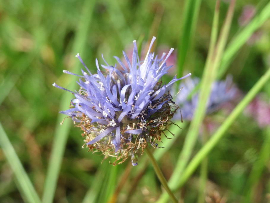 Букашник Лукашка