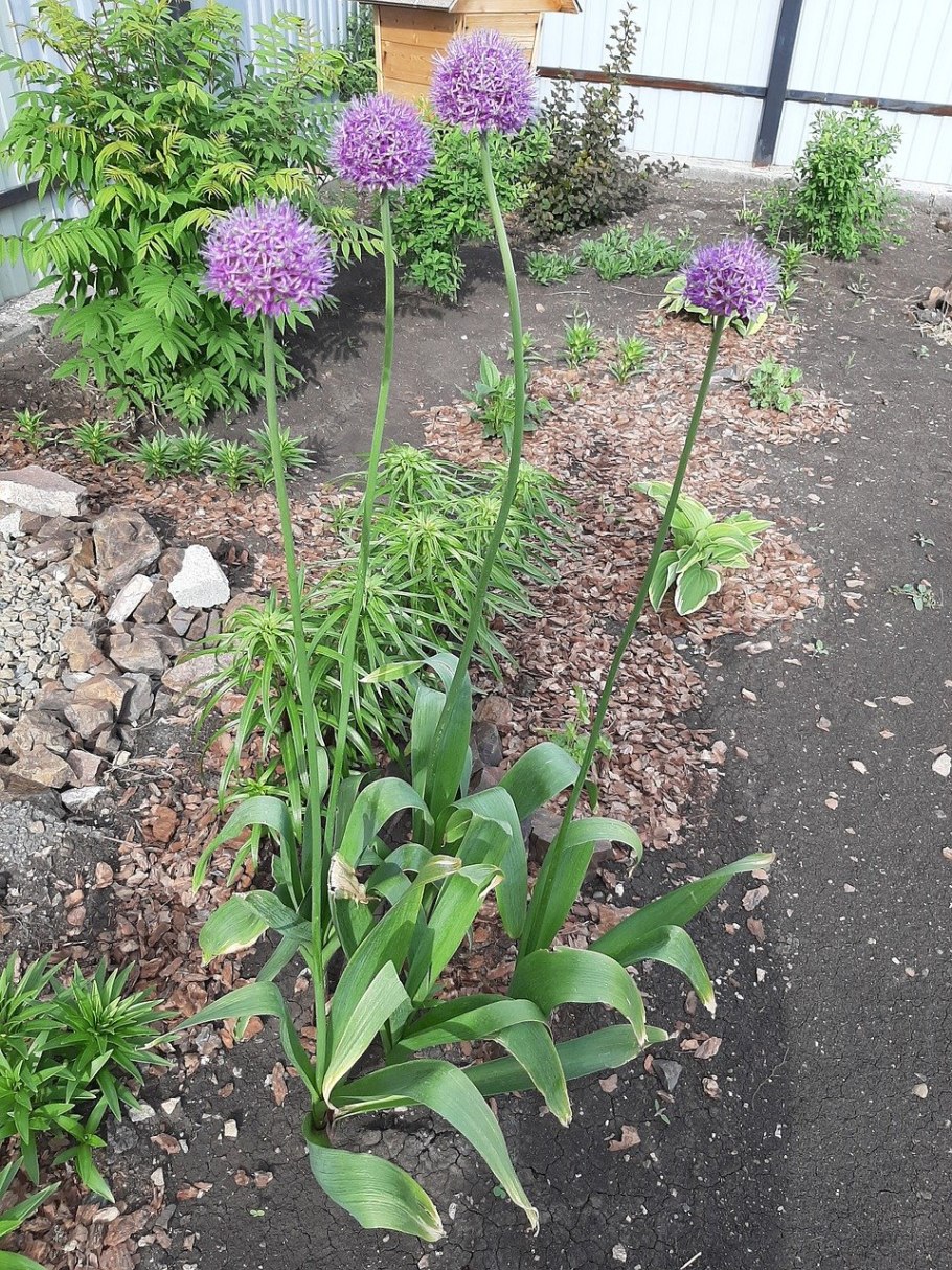 Букашник горный