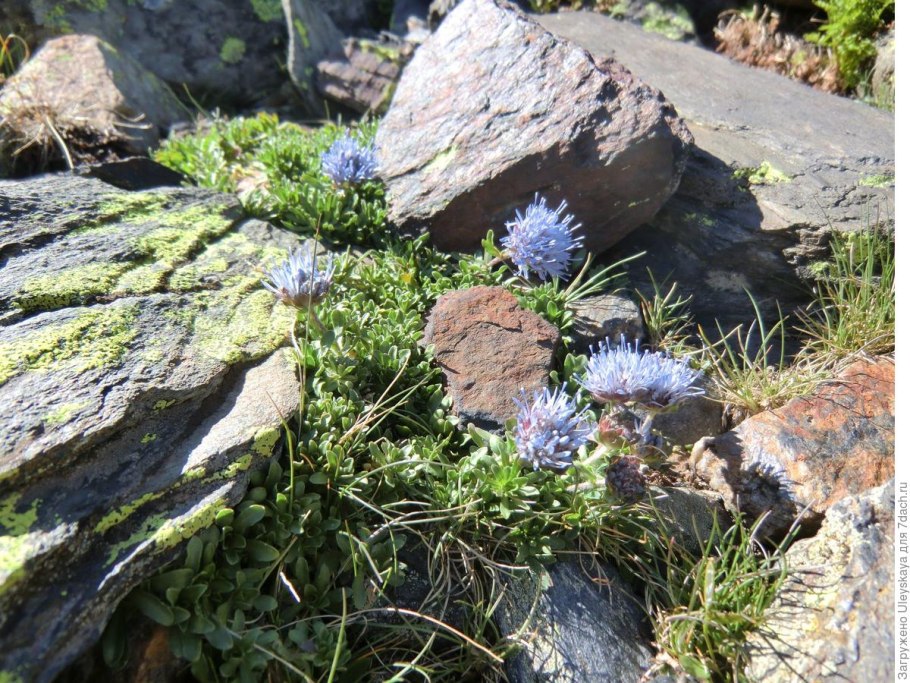 Примула мелкозубчатая на клумбе