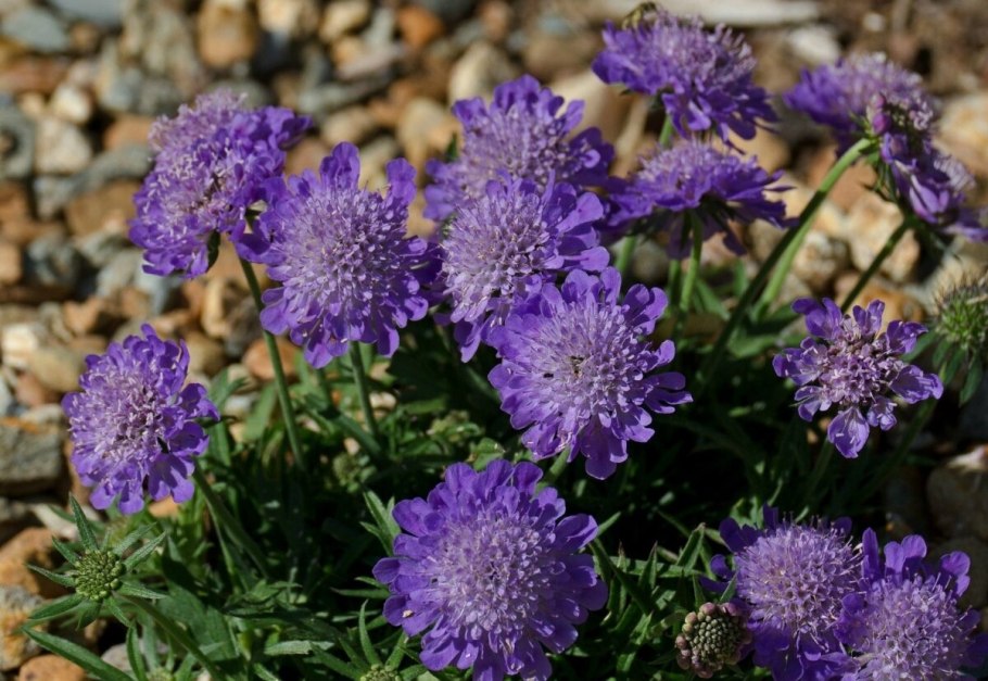 Ленок цветы многолетники