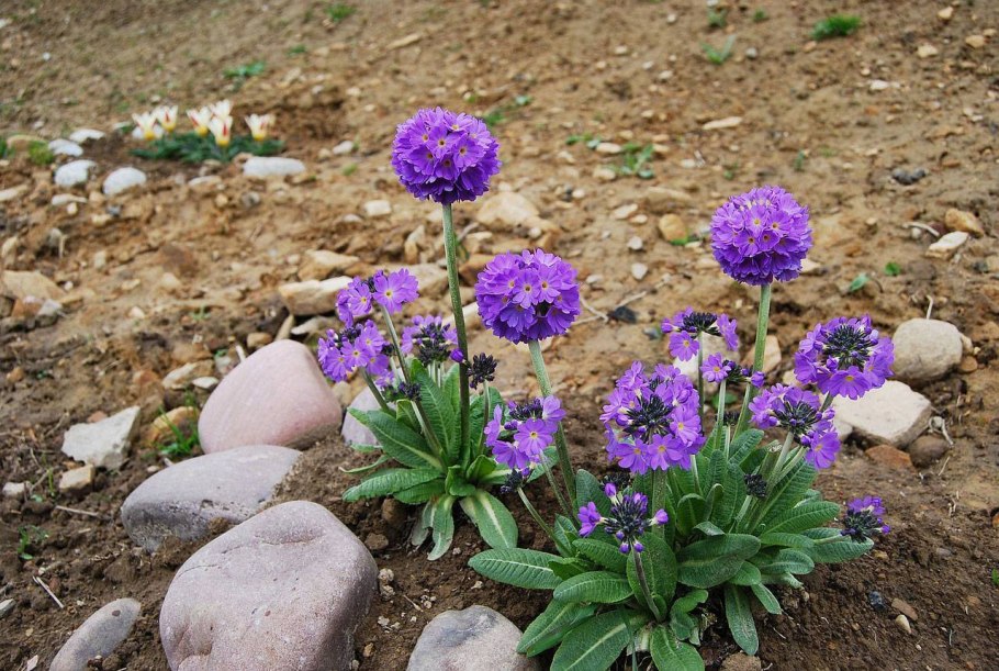 Букашник Плантариум