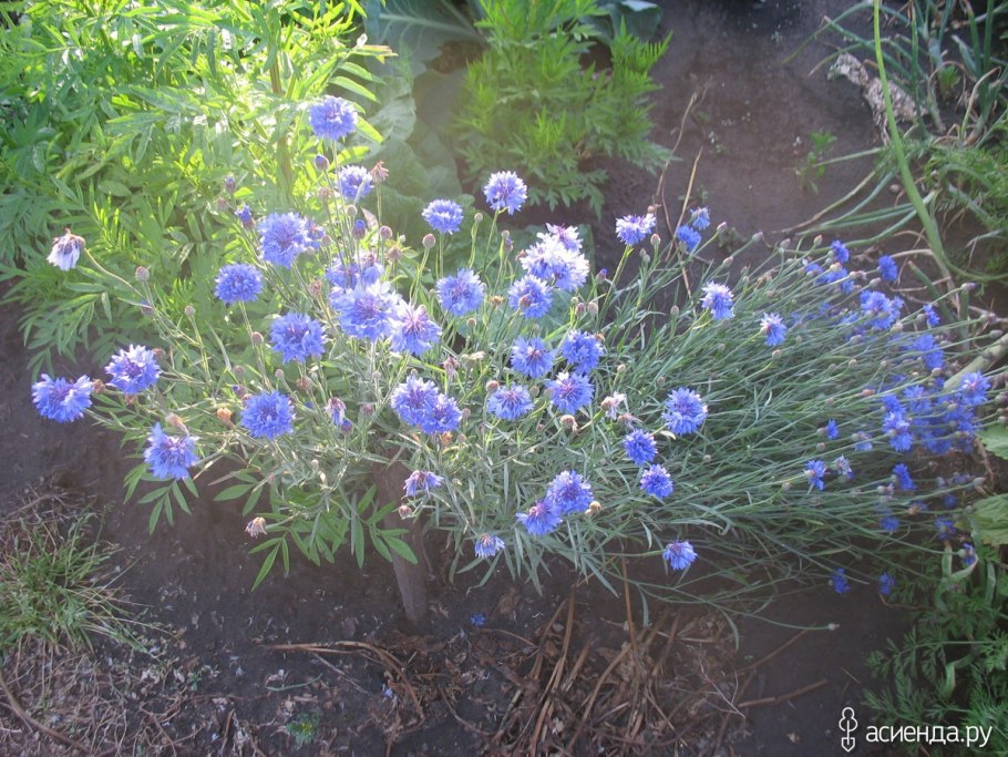Василёк донской (centaurea tanaitica klok.)