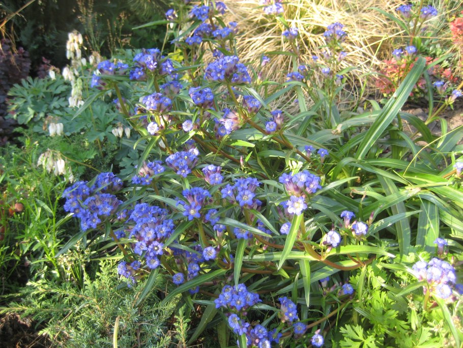 Горечавка даурская gentiana dahurica