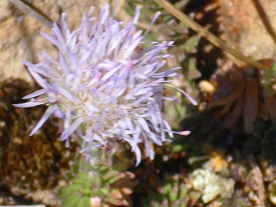 Всходы букашника Букашник как выглядят