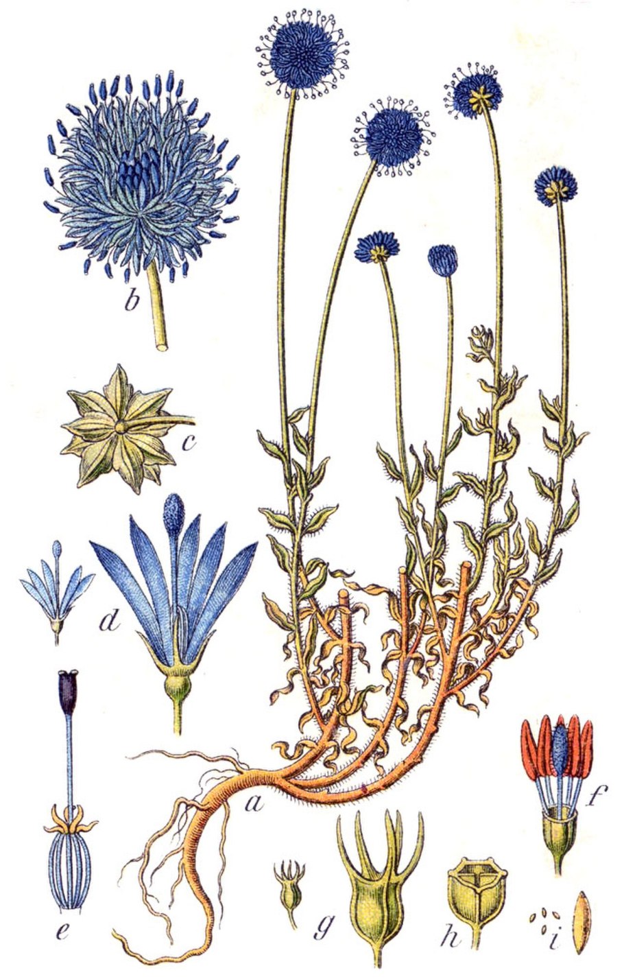 Букашник многолетний