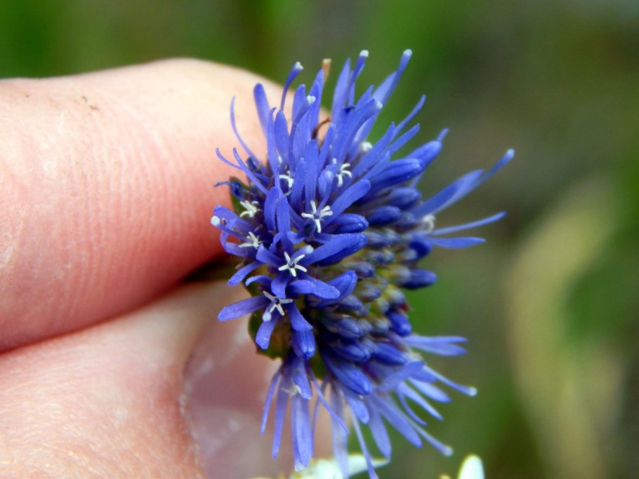 Букашник лукашка