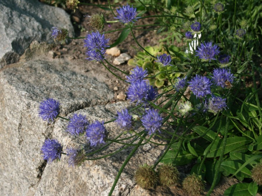 Букашник многолетний (Jasione laevis)