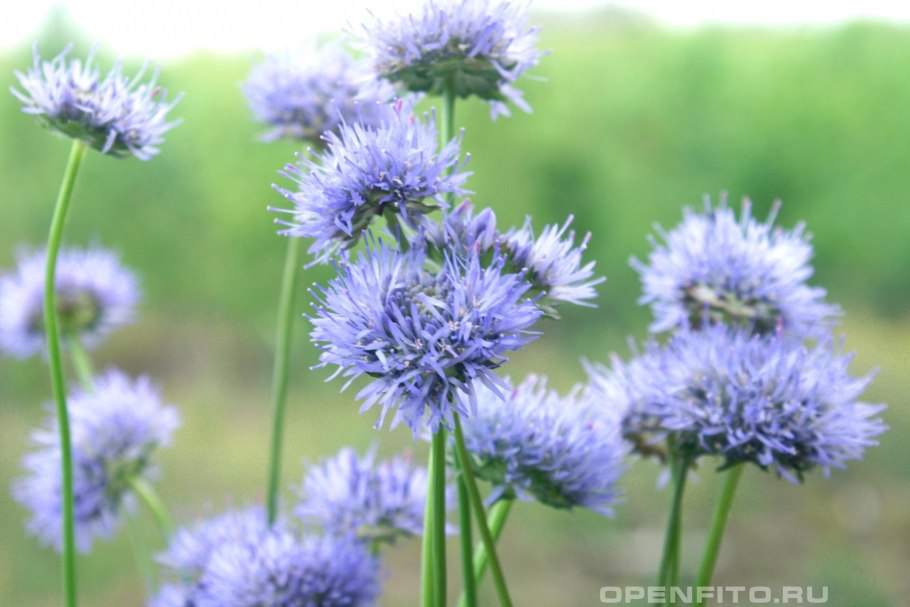 Букашник горный (Jasione Montana l.)