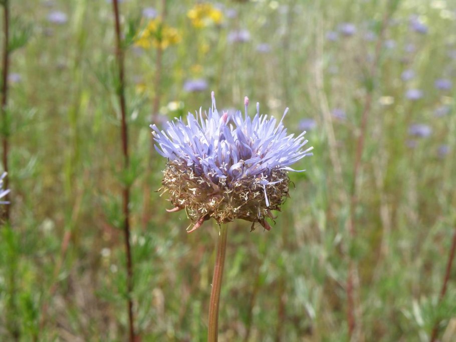 Букашник горный (jasione montana l.)