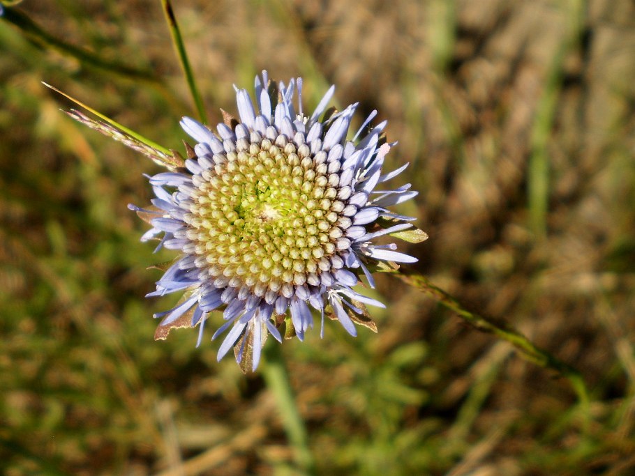 Букашник горный