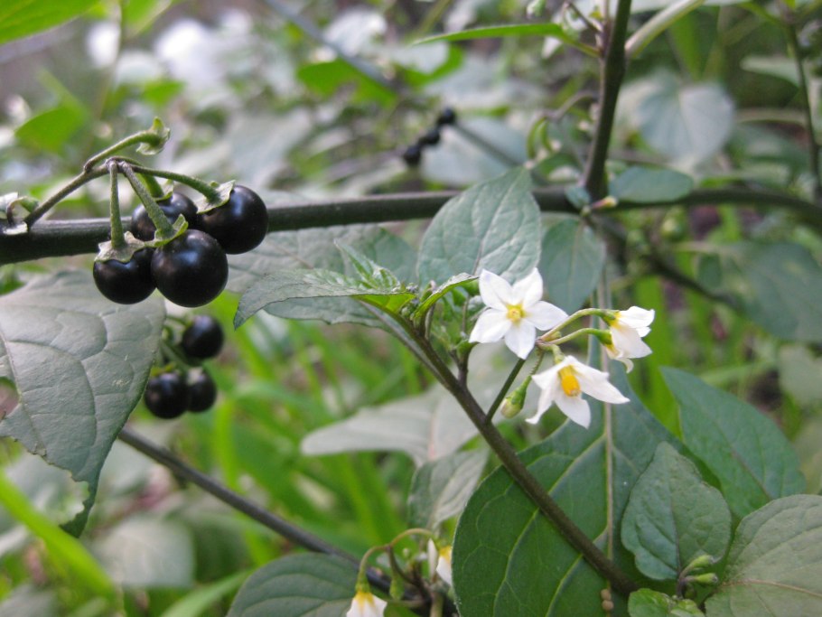 Паслён чёрный (Solanum nigrum l.)