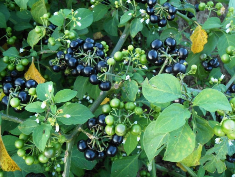 Паслён (Solanum)