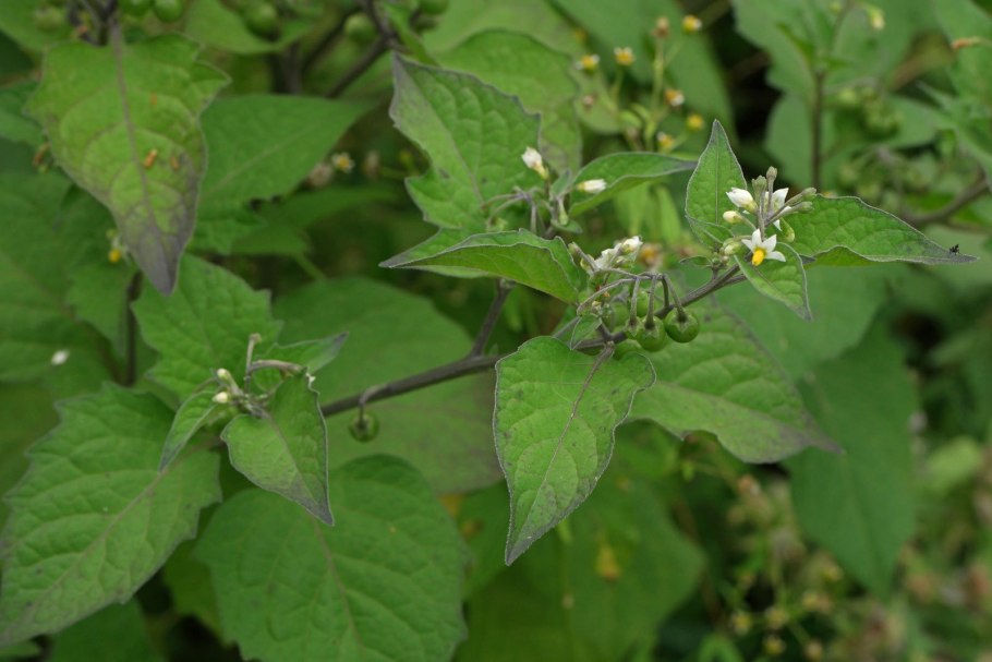 Паслен ядовитый