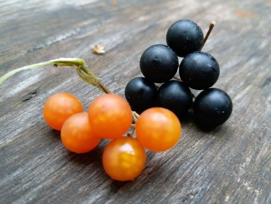 Паслён чёрный (Solanum nigrum l.)
