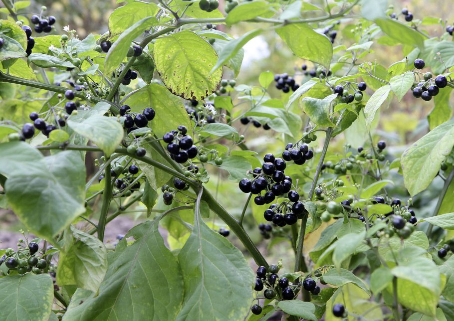 Паслён чёрный съедобный