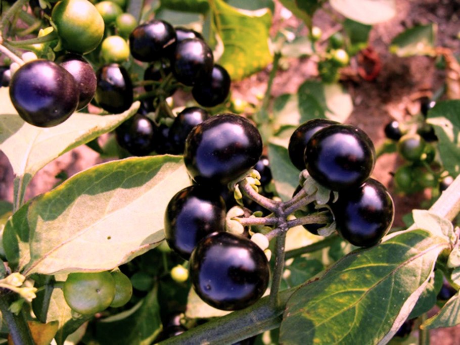 Ягода санберри