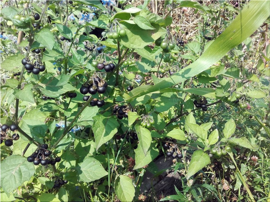 Паслен Дальневосточный