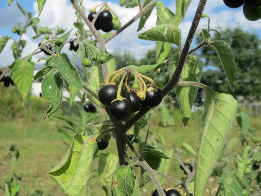 Паслен черный