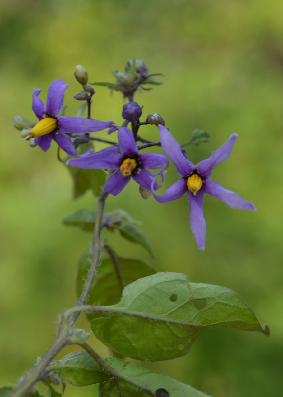 Паслён (solanum)