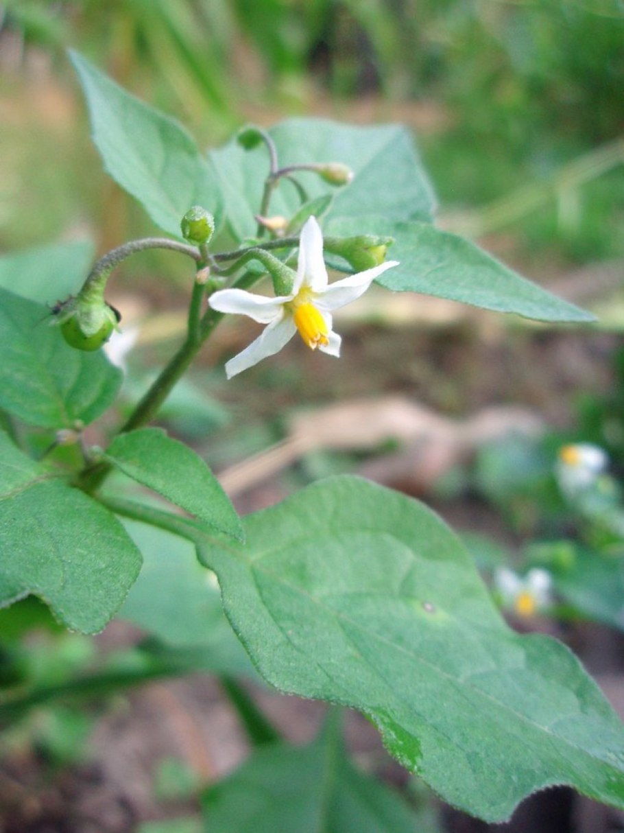 Паслен ягода