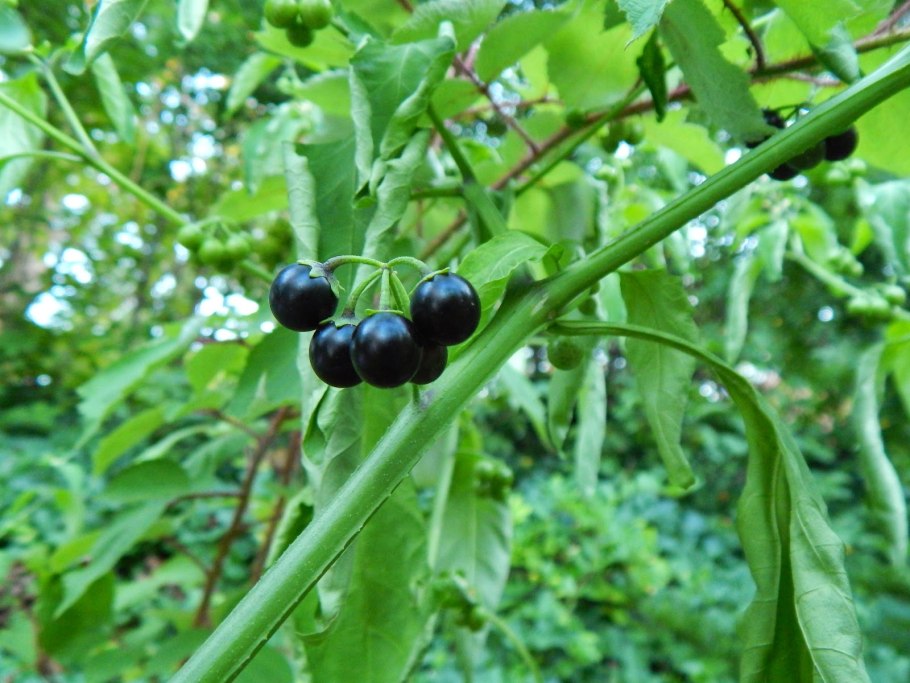 Паслён сараха