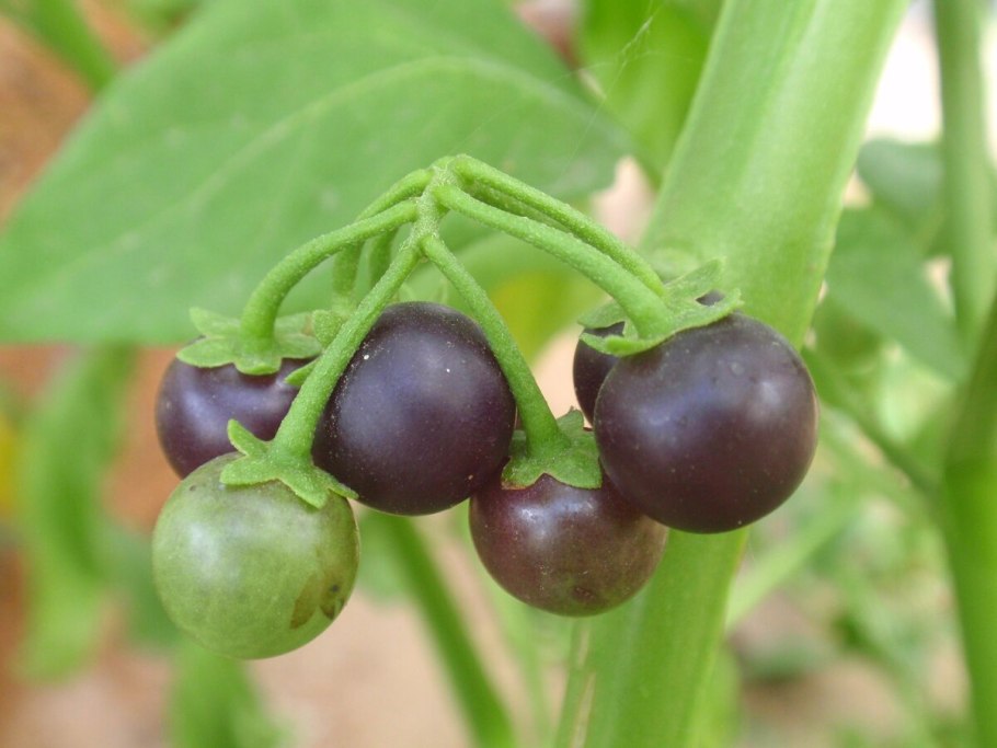 Паслен черный (Solanum nigrum)