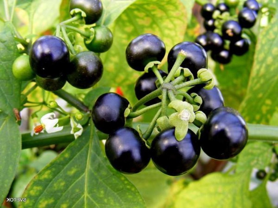 Паслен черный (Solanum nigrum)
