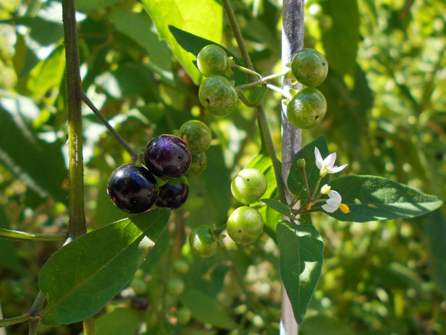 Паслён чёрный (Solanum nigrum l.)