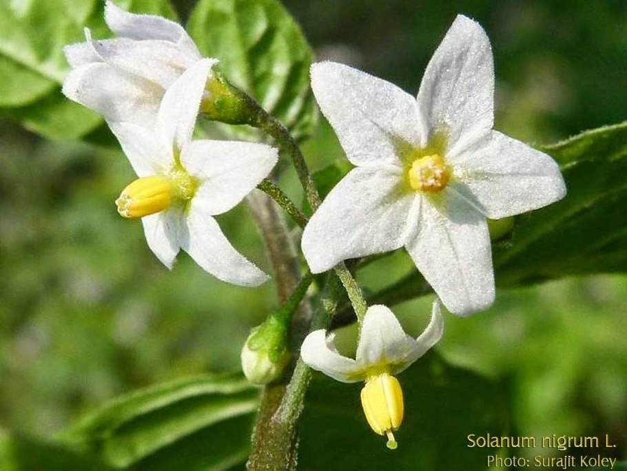 Паслён (solanum)