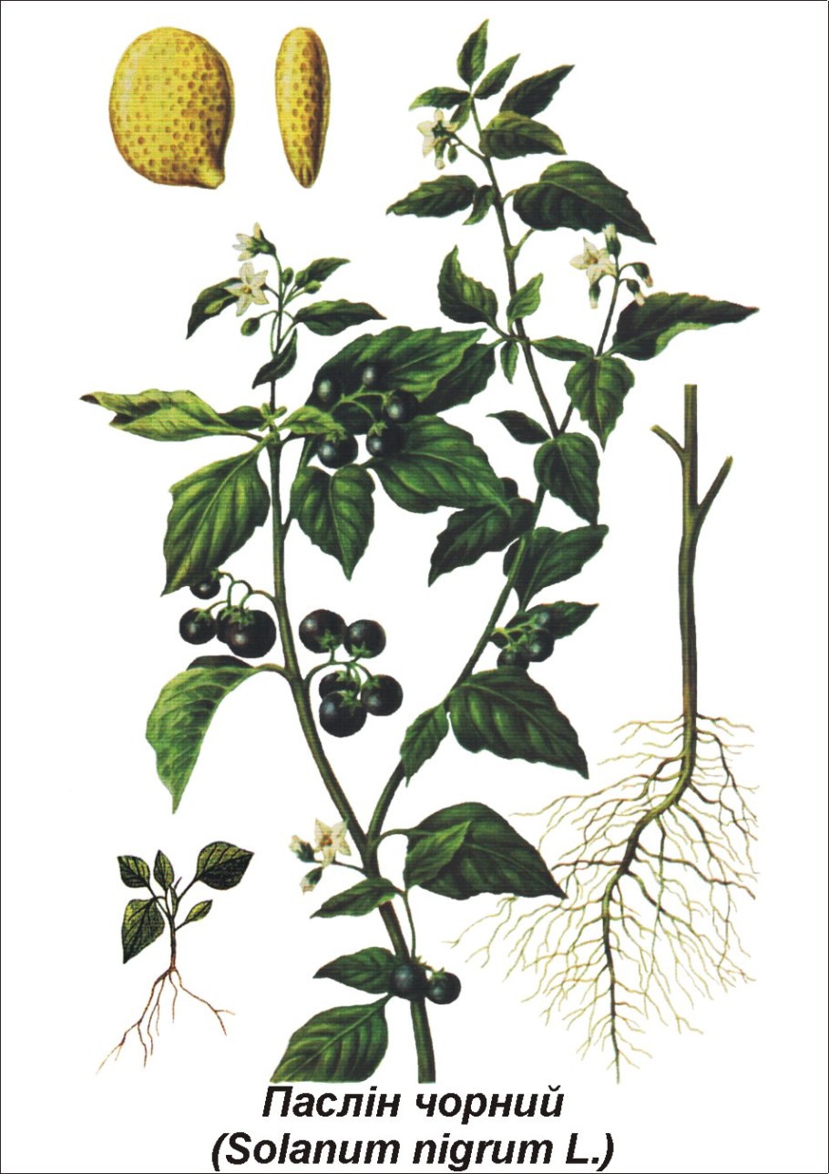 Паслён чёрный паслёновые