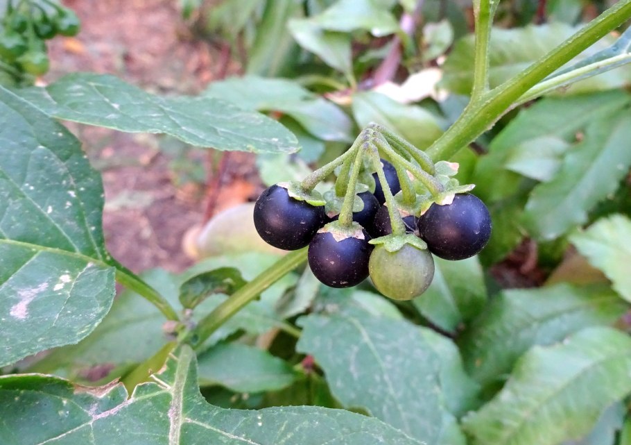 Паслен ядовитый