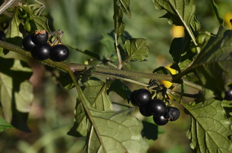 Паслен ягода