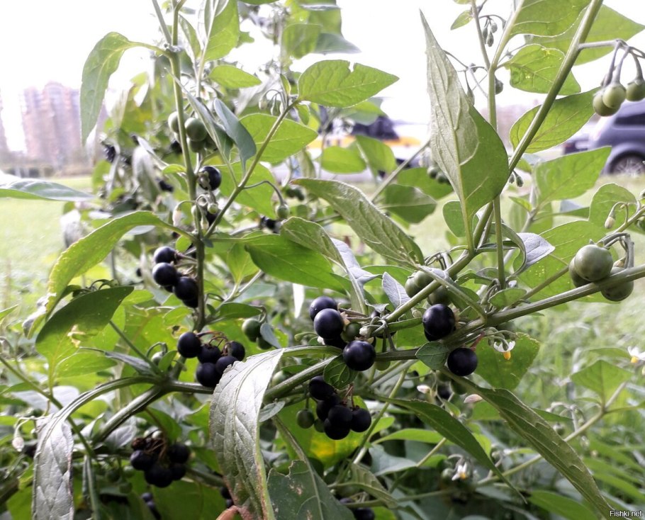 Ягода паслен черный