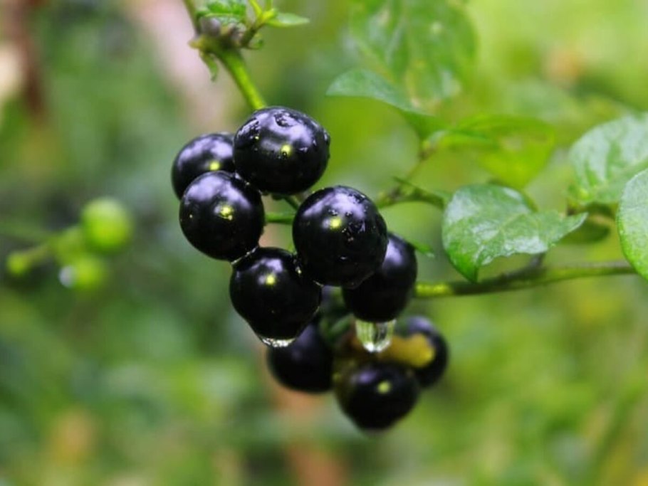 Санберри ягода