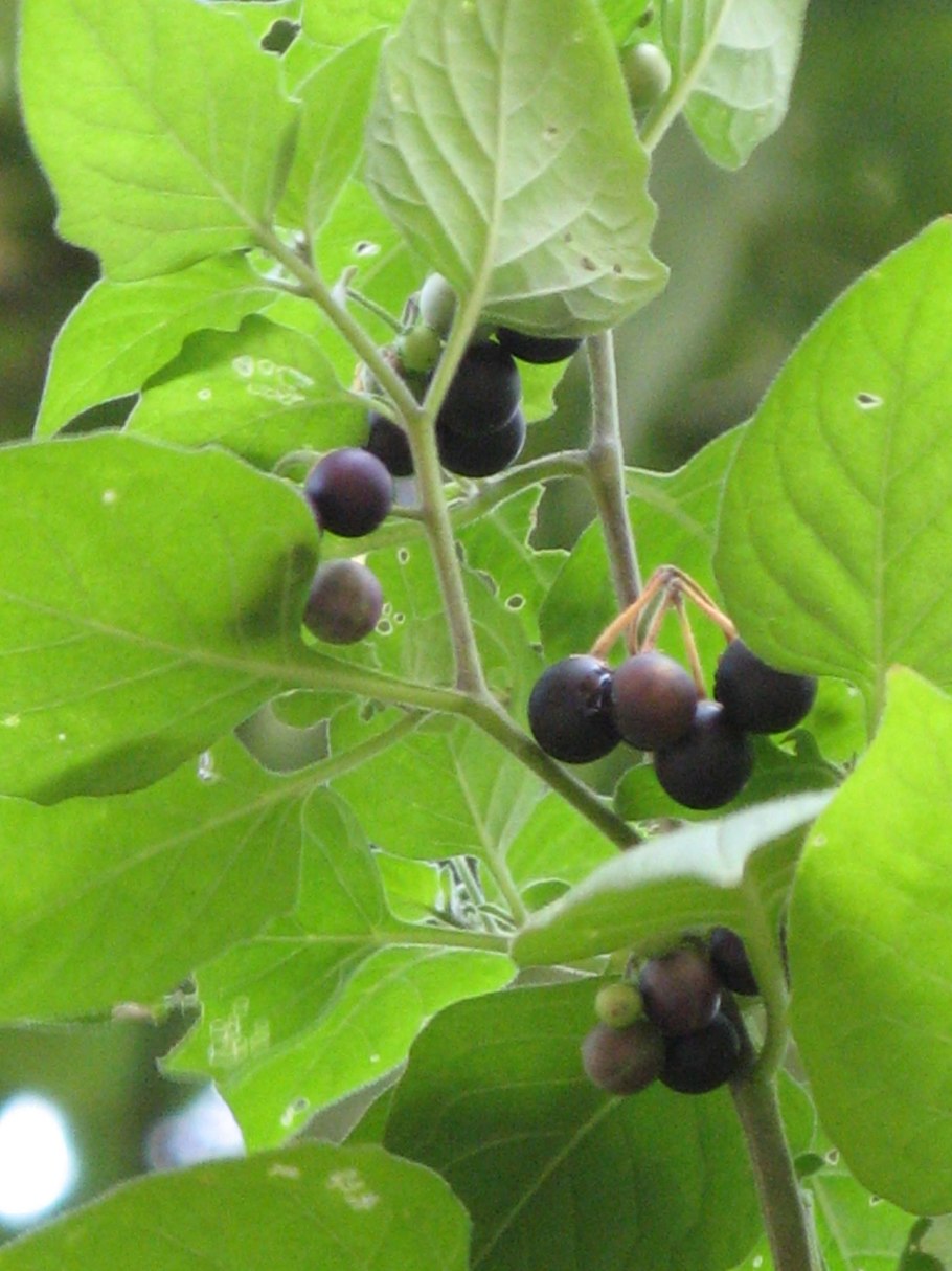 Ягода паслен