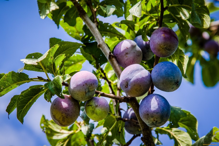 Слива сорт конквест