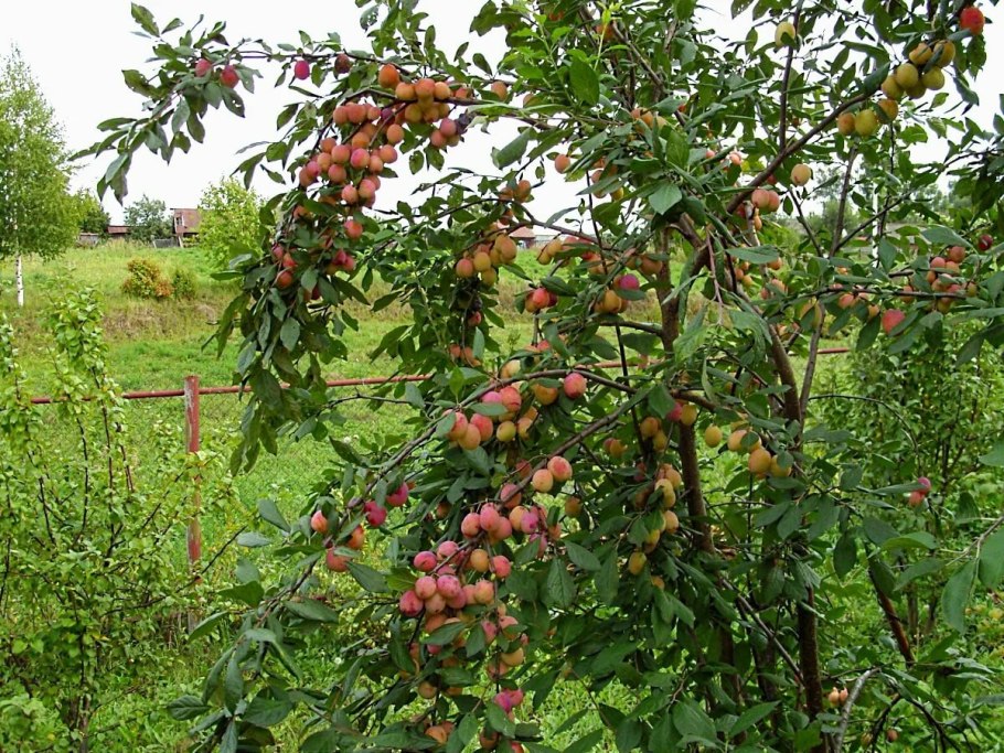 Алыча кубанская