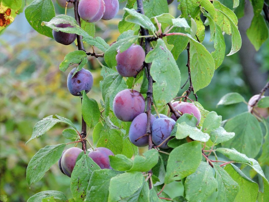 Слива венгерка московская