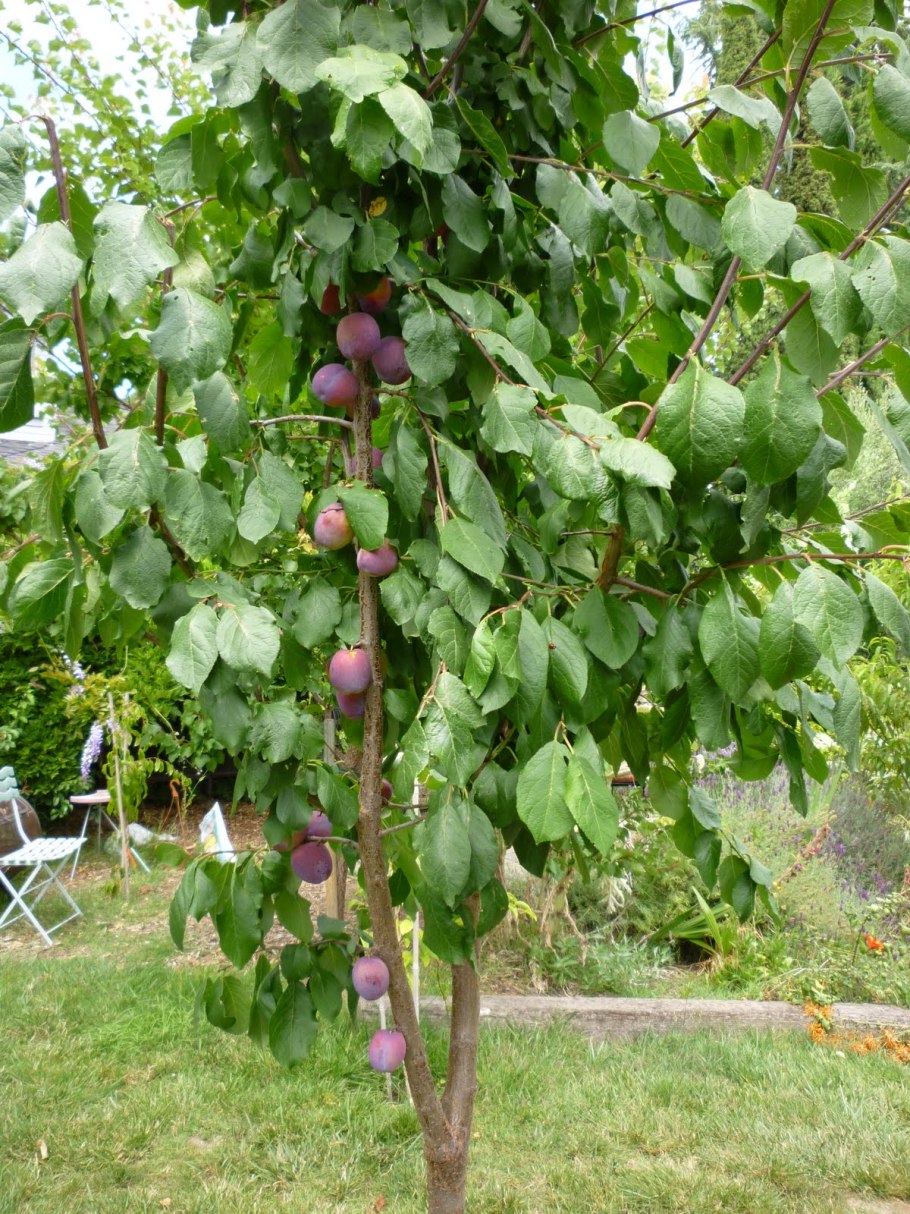 Слива сорт стенлей