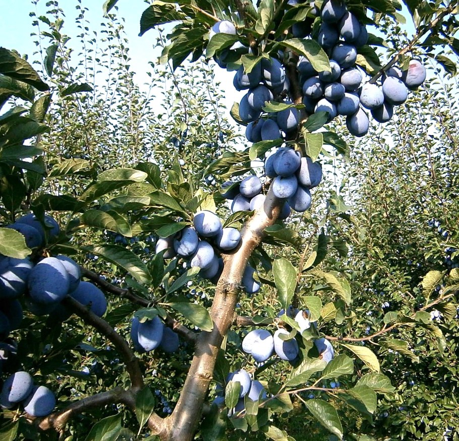 Саженцы слива стенлей