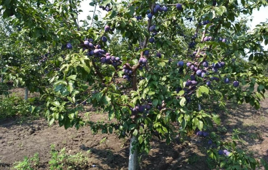 Слива кромань