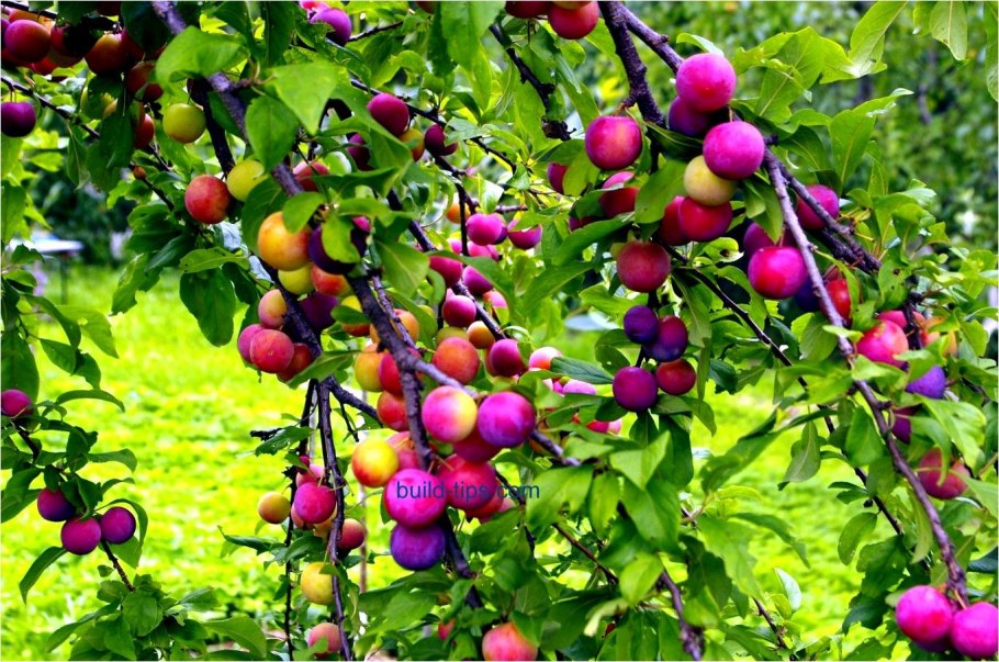 Кубанская комета алыча