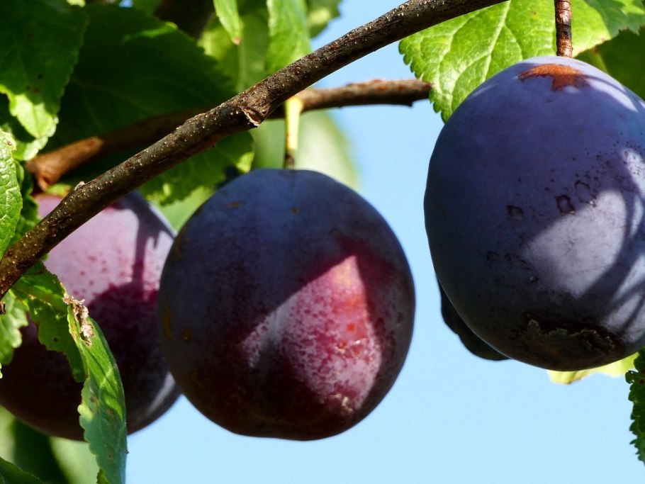 Слива гильберт