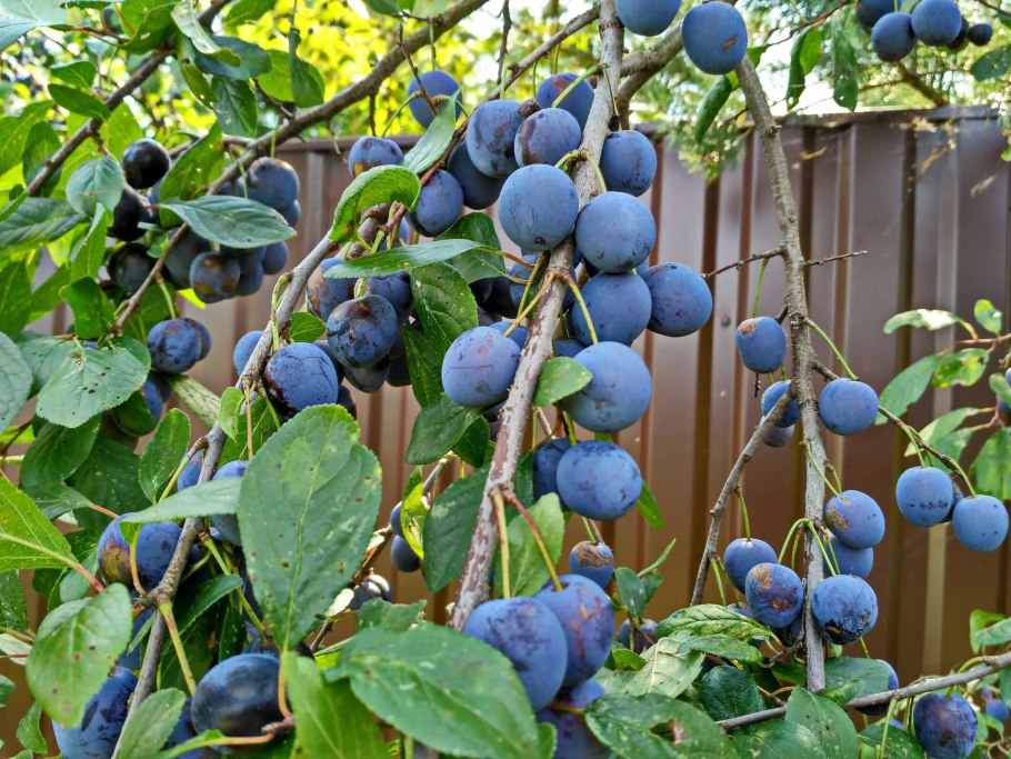 Тернослива ермак