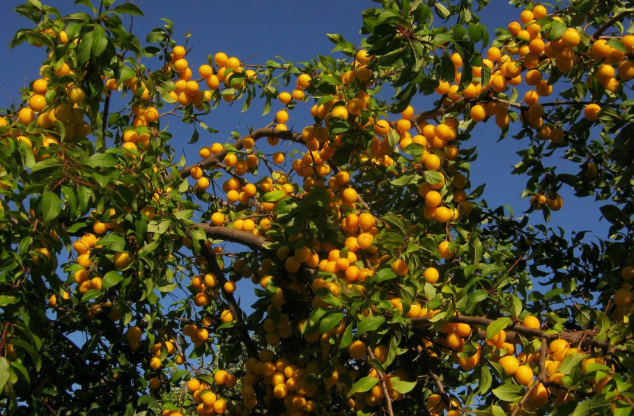 Алыча кустарник