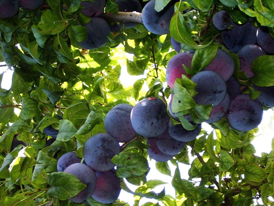 Слива алыча анжелино