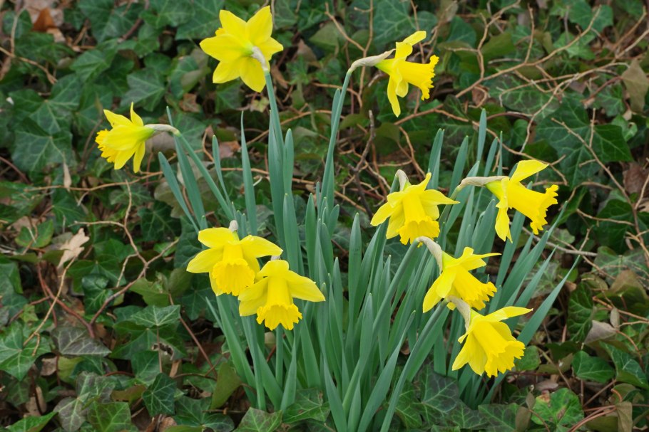 Нарцисс pinza