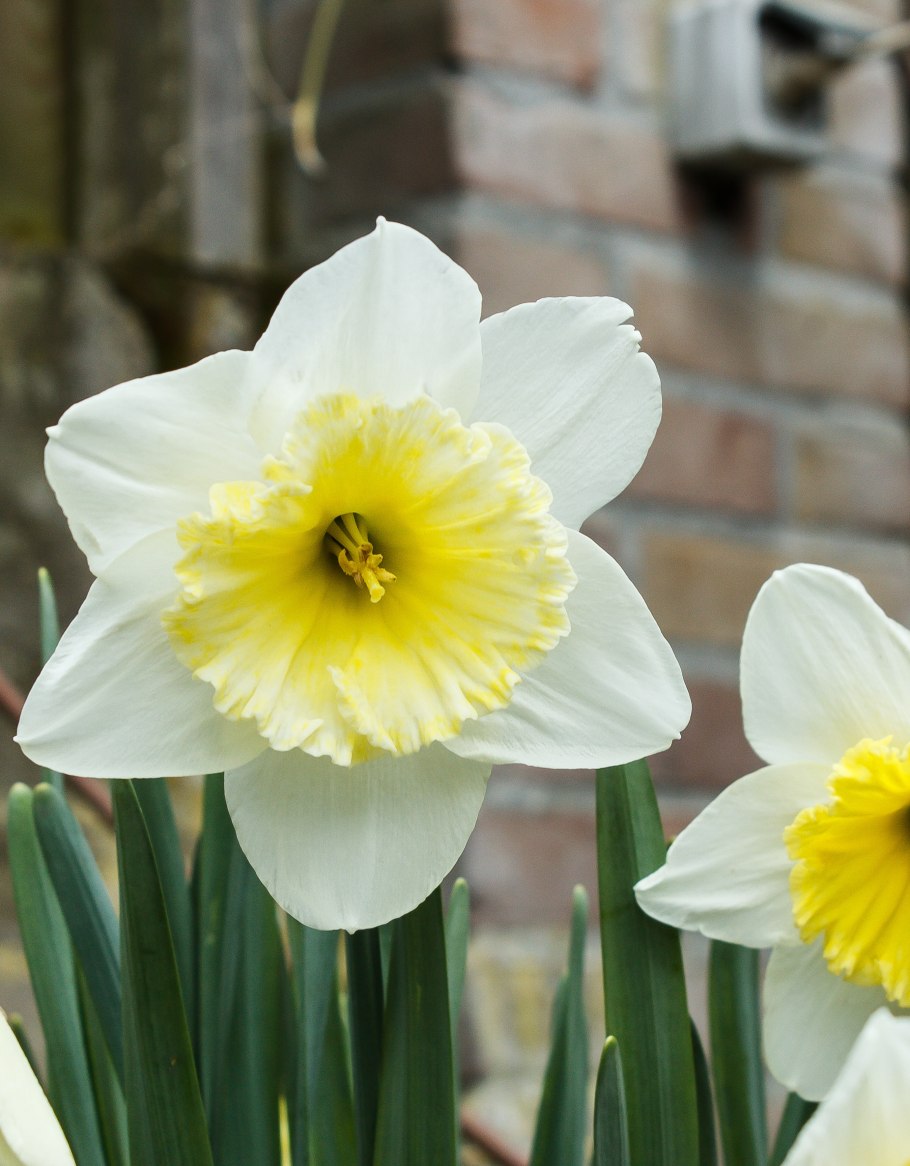 Нарцисс Лавдей