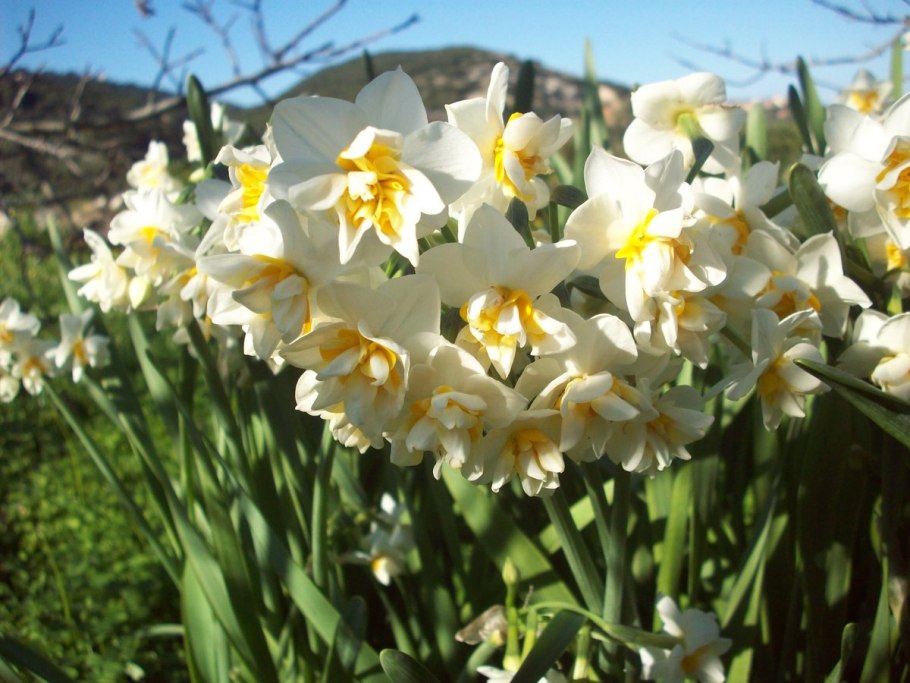 Форма цветка нарцисса